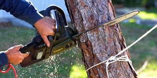 Tree and Shrub Care in Fairview, UT